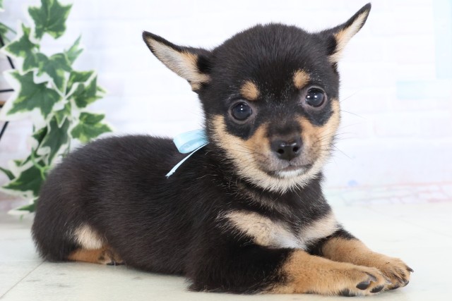 鹿児島県のチワ柴/柴チワ/チワシバ(チワワ×柴) (Coo&RIKU鹿屋店/2025年11月14日生まれ/男の子/ブラックタン)の子犬の2枚目の画像