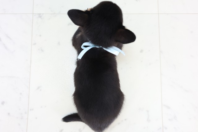 鹿児島県のチワ柴/柴チワ/チワシバ(チワワ×柴) (Coo&RIKU鹿屋店/2025年11月14日生まれ/男の子/ブラックタン)の子犬の4枚目の画像