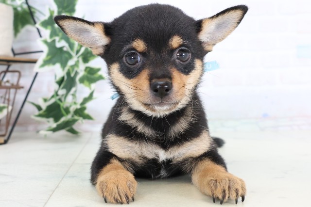 鹿児島県のチワ柴/柴チワ/チワシバ(チワワ×柴) (Coo&RIKU霧島店/2025年11月14日生まれ/男の子/ブラックタン)の子犬の1枚目の画像