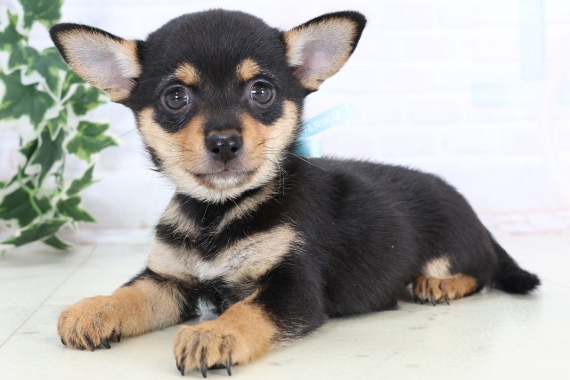 鹿児島県のチワ柴/柴チワ/チワシバ(チワワ×柴) (Coo&RIKU霧島店/2025年11月14日生まれ/男の子/ブラックタン)の子犬の3枚目の画像