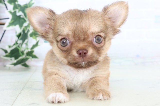 鹿児島県のチワワ(ロング) (Coo&RIKU鹿児島店/2025年11月13日生まれ/男の子/チョコレートフォーンホワイト)の子犬の1枚目の画像