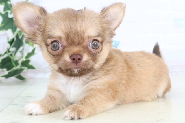 鹿児島県のチワワ(ロング) (Coo&RIKU鹿児島店/2025年11月13日生まれ/男の子/チョコレートフォーンホワイト)の子犬の3枚目の画像