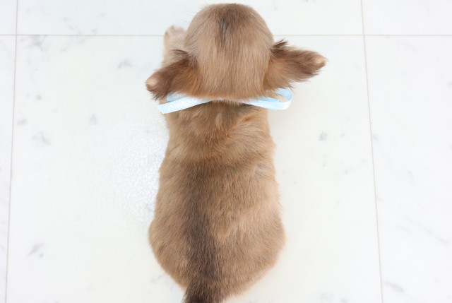 鹿児島県のチワワ(ロング) (Coo&RIKU鹿児島店/2025年11月13日生まれ/男の子/チョコレートフォーンホワイト)の子犬の4枚目の画像