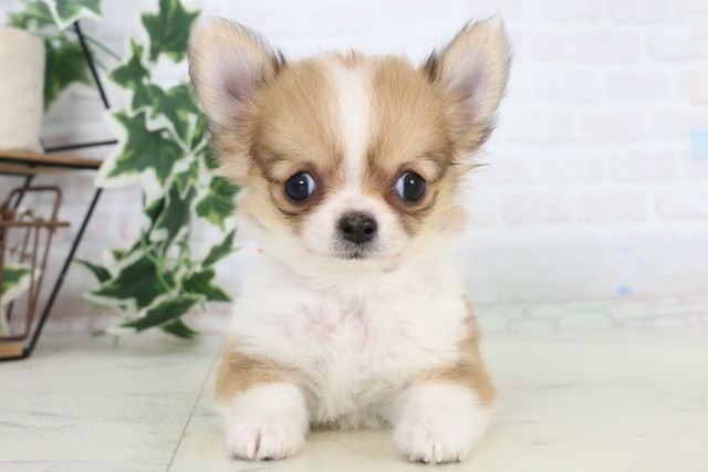 福岡県のチワワ(ロング) (Coo&RIKU大牟田店/2025年11月13日生まれ/女の子/フォーンホワイト)の子犬の1枚目の画像