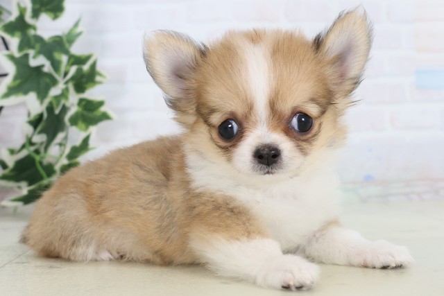 福岡県のチワワ(ロング) (Coo&RIKU大牟田店/2025年11月13日生まれ/女の子/フォーンホワイト)の子犬の2枚目の画像