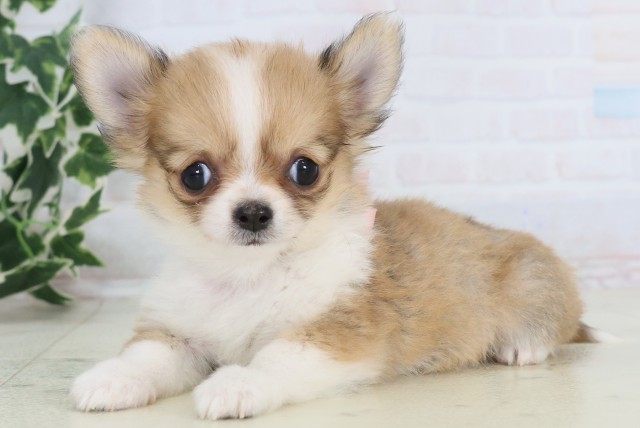 福岡県のチワワ(ロング) (Coo&RIKU大牟田店/2025年11月13日生まれ/女の子/フォーンホワイト)の子犬の3枚目の画像