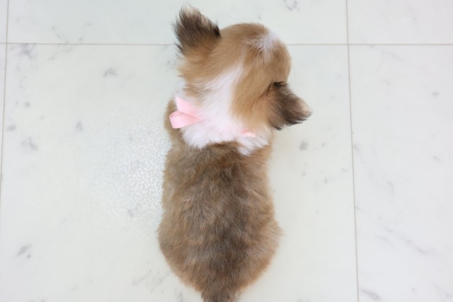 福岡県のチワワ(ロング) (Coo&RIKU大牟田店/2025年11月13日生まれ/女の子/フォーンホワイト)の子犬の4枚目の画像