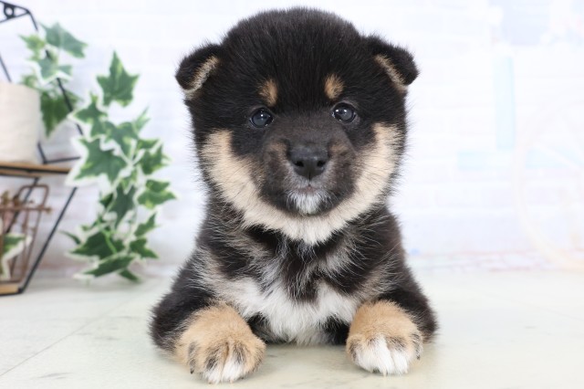 鹿児島県の豆柴 (Coo&RIKU鹿児島店/2025年11月17日生まれ/男の子/黒)の子犬の1枚目の画像