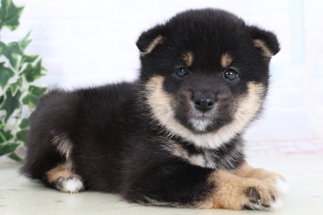 鹿児島県の豆柴 (Coo&RIKU鹿児島店/2025年11月17日生まれ/男の子/黒)の子犬の2枚目の画像