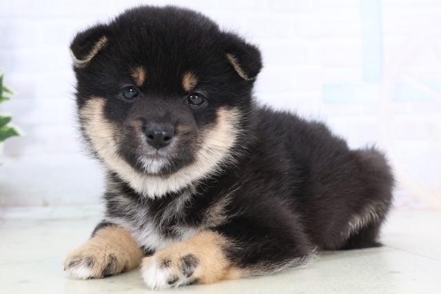 鹿児島県の豆柴 (Coo&RIKU鹿児島店/2025年11月17日生まれ/男の子/黒)の子犬の3枚目の画像