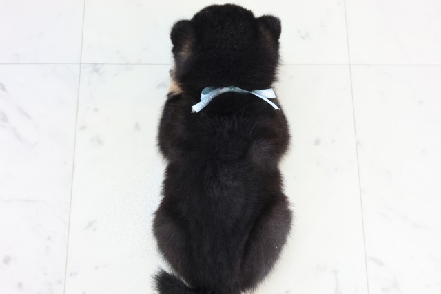 鹿児島県の豆柴 (Coo&RIKU鹿児島店/2025年11月17日生まれ/男の子/黒)の子犬の4枚目の画像