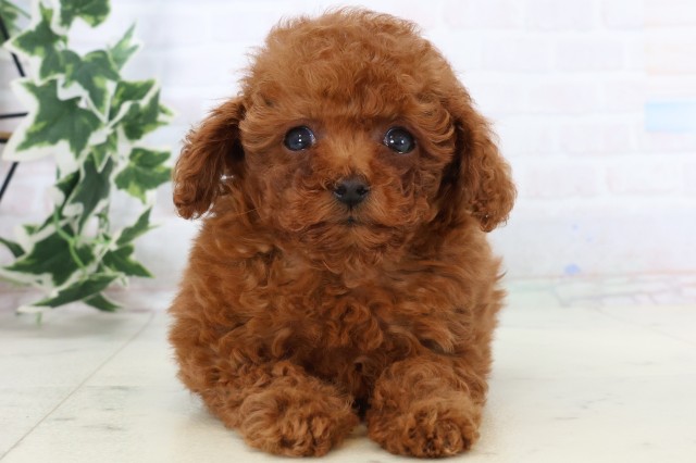 トイ・プードル