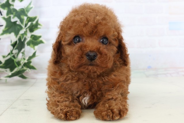 トイ・プードル