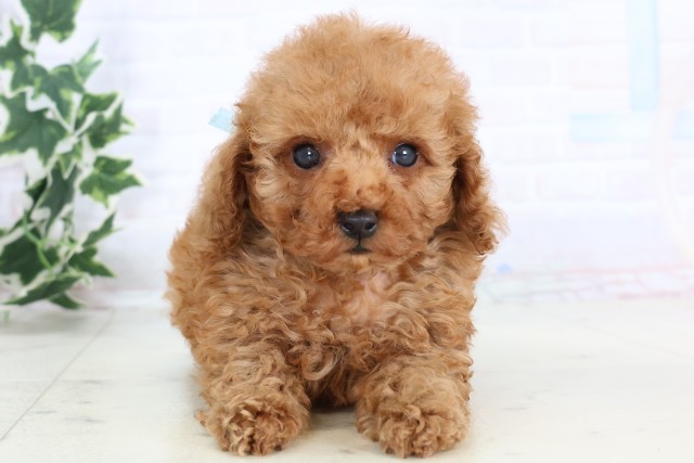 トイ・プードル