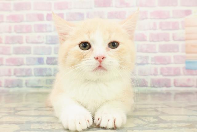 東京都のマンチカン (Coo&RIKU赤坂店/2025年11月17日生まれ/男の子/クリームタビーホワイト)の子猫