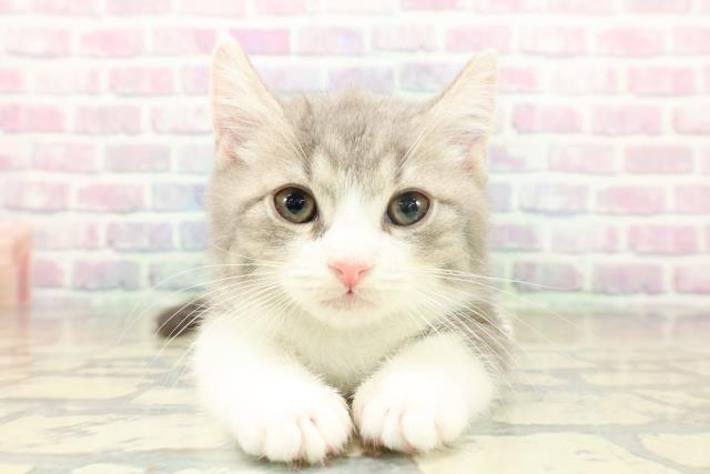 東京都のマンチカン (Coo&RIKU高円寺店/2025年11月17日生まれ/男の子/ブルータビーホワイト)の子猫の1枚目の画像