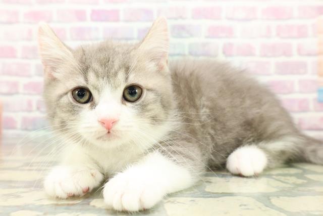 東京都のマンチカン (Coo&RIKU高円寺店/2025年11月17日生まれ/男の子/ブルータビーホワイト)の子猫の2枚目の画像