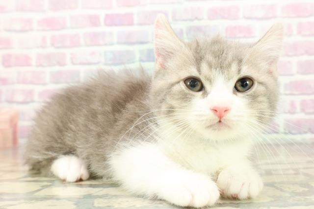 東京都のマンチカン (Coo&RIKU高円寺店/2025年11月17日生まれ/男の子/ブルータビーホワイト)の子猫の3枚目の画像