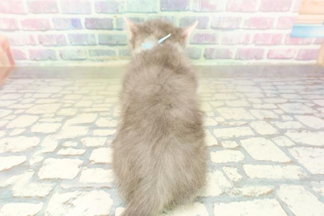 東京都のマンチカン (Coo&RIKU高円寺店/2025年11月17日生まれ/男の子/ブルータビーホワイト)の子猫の4枚目の画像