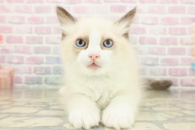 東京都のラグドール (Coo&RIKU新小岩店/2025年11月18日生まれ/男の子/シールポイントバイカラー)の子猫の1枚目の画像