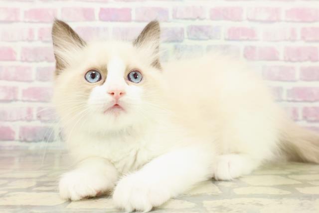 東京都のラグドール (Coo&RIKU新小岩店/2025年11月18日生まれ/男の子/シールポイントバイカラー)の子猫の2枚目の画像