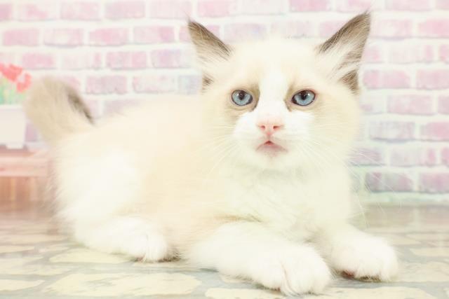 東京都のラグドール (Coo&RIKU新小岩店/2025年11月18日生まれ/男の子/シールポイントバイカラー)の子猫の3枚目の画像