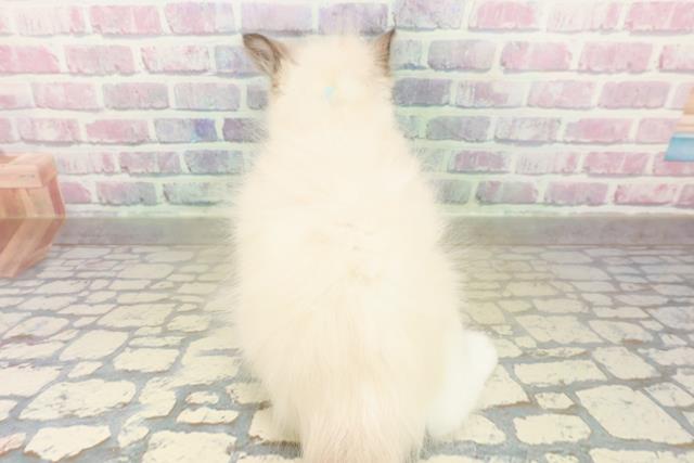 東京都のラグドール (Coo&RIKU新小岩店/2025年11月18日生まれ/男の子/シールポイントバイカラー)の子猫の4枚目の画像