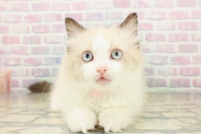 東京都のラグドール (Coo&RIKU赤坂店/2025年11月18日生まれ/女の子/シールポイントバイカラー)の子猫