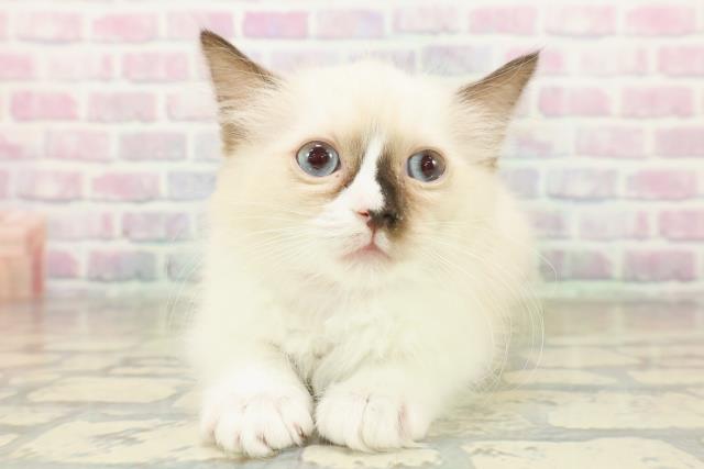 東京都のラグドール (Coo&RIKU高円寺店/2025年11月18日生まれ/女の子/シールポイントバイカラー)の子猫の1枚目の画像
