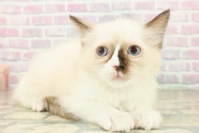 東京都のラグドール (Coo&RIKU高円寺店/2025年11月18日生まれ/女の子/シールポイントバイカラー)の子猫の3枚目の画像