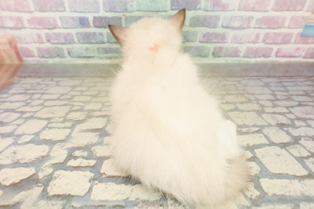 東京都のラグドール (Coo&RIKU高円寺店/2025年11月18日生まれ/女の子/シールポイントバイカラー)の子猫の4枚目の画像