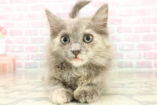 東京都のサイベリアン (Coo&RIKU広尾店/2025年11月19日生まれ/女の子/ブルークリーム)の子猫