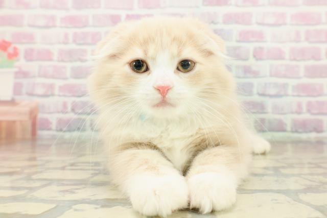 東京都のスコティッシュフォールド (Coo&RIKU赤坂店/2025年11月16日生まれ/男の子/クリームタビーホワイト)の子猫