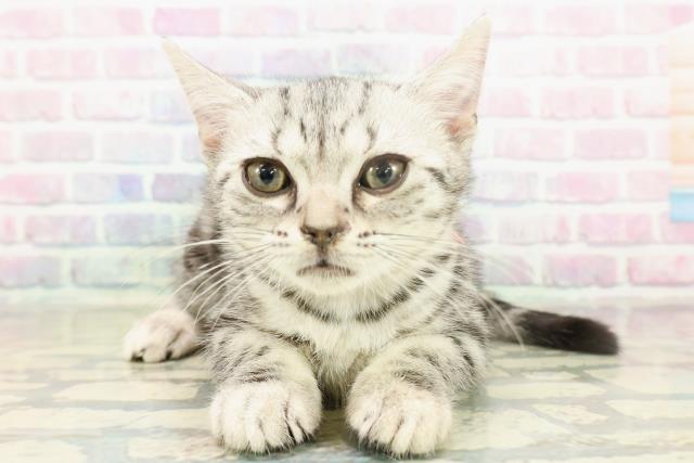 東京都のアメリカンショートヘアー (Coo&RIKU中野サンモール店/2025年11月18日生まれ/女の子/シルバータビー)の子猫の1枚目の画像