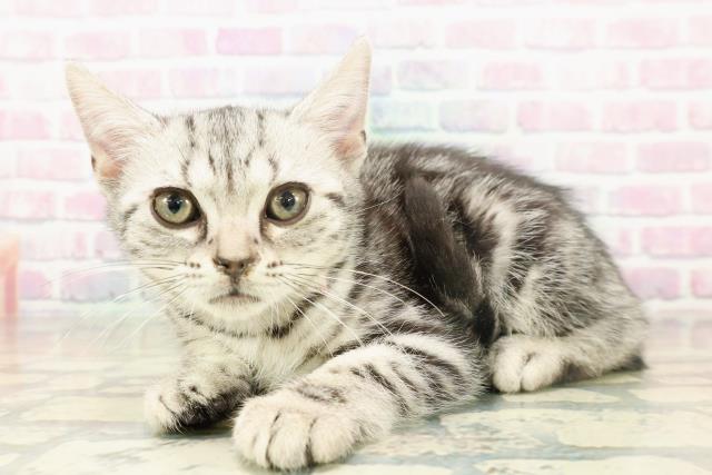 東京都のアメリカンショートヘアー (Coo&RIKU中野サンモール店/2025年11月18日生まれ/女の子/シルバータビー)の子猫の2枚目の画像