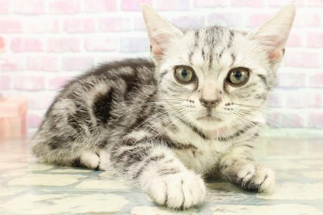 東京都のアメリカンショートヘアー (Coo&RIKU中野サンモール店/2025年11月18日生まれ/女の子/シルバータビー)の子猫の3枚目の画像