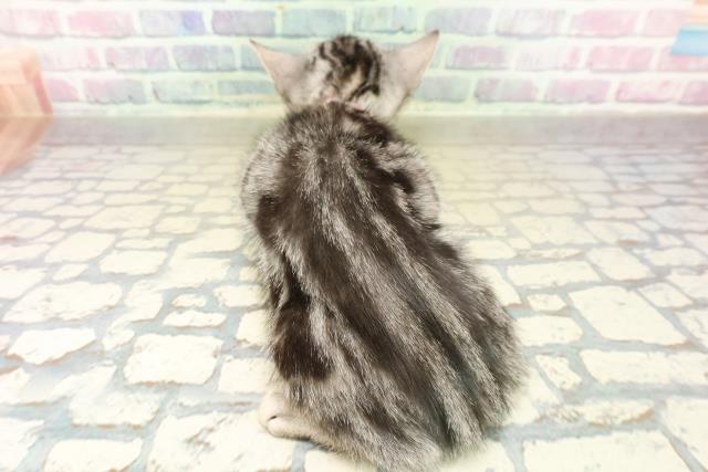 東京都のアメリカンショートヘアー (Coo&RIKU中野サンモール店/2025年11月18日生まれ/女の子/シルバータビー)の子猫の4枚目の画像