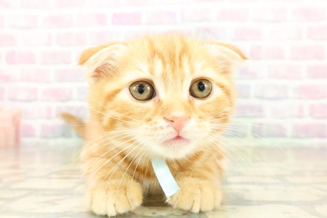 東京都のスコティッシュフォールド (Coo&RIKU足立本店/2025年11月17日生まれ/男の子/レッドタビー)の子猫の1枚目の画像