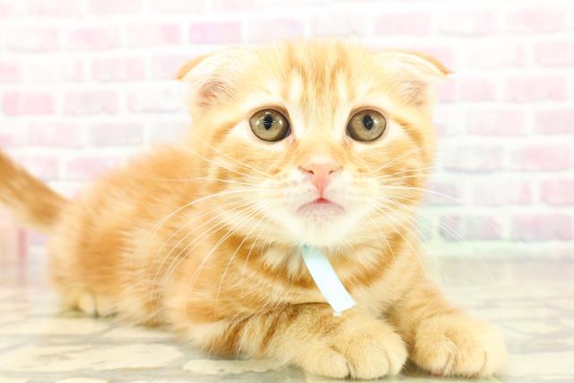 東京都のスコティッシュフォールド (Coo&RIKU足立本店/2025年11月17日生まれ/男の子/レッドタビー)の子猫の3枚目の画像