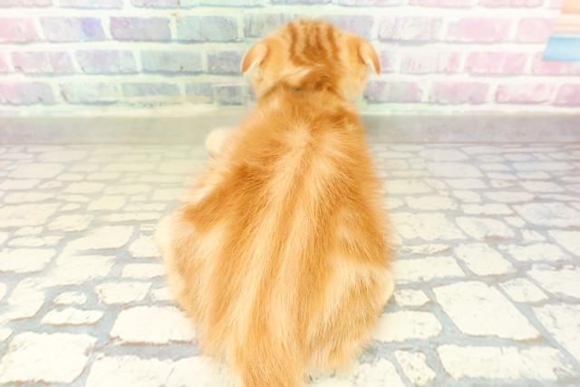 東京都のスコティッシュフォールド (Coo&RIKU足立本店/2025年11月17日生まれ/男の子/レッドタビー)の子猫の4枚目の画像