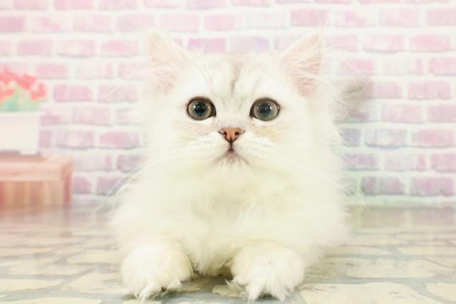 東京都のペルシャ (Coo&RIKU下北沢店/2025年11月14日生まれ/男の子/チンチラシルバー)の子猫の1枚目の画像