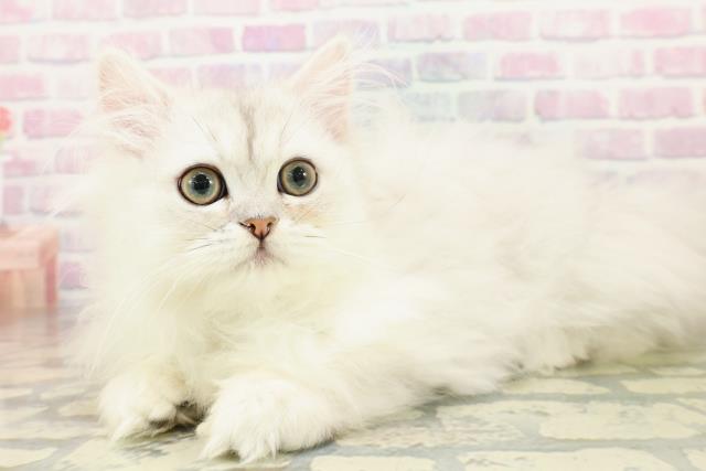 東京都のペルシャ (Coo&RIKU下北沢店/2025年11月14日生まれ/男の子/チンチラシルバー)の子猫の2枚目の画像