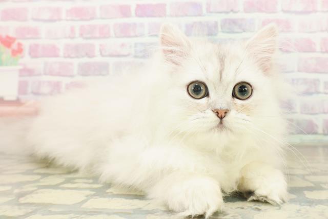 東京都のペルシャ (Coo&RIKU下北沢店/2025年11月14日生まれ/男の子/チンチラシルバー)の子猫の3枚目の画像