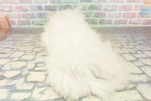 東京都のペルシャ (Coo&RIKU下北沢店/2025年11月14日生まれ/男の子/チンチラシルバー)の子猫の4枚目の画像