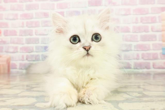 東京都のペルシャ (Coo&RIKU秋葉原店/2025年11月14日生まれ/男の子/チンチラシルバー)の子猫の1枚目の画像