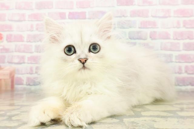 東京都のペルシャ (Coo&RIKU秋葉原店/2025年11月14日生まれ/男の子/チンチラシルバー)の子猫の2枚目の画像