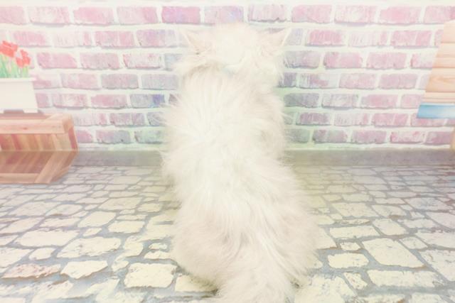 東京都のペルシャ (Coo&RIKU秋葉原店/2025年11月14日生まれ/男の子/チンチラシルバー)の子猫の4枚目の画像