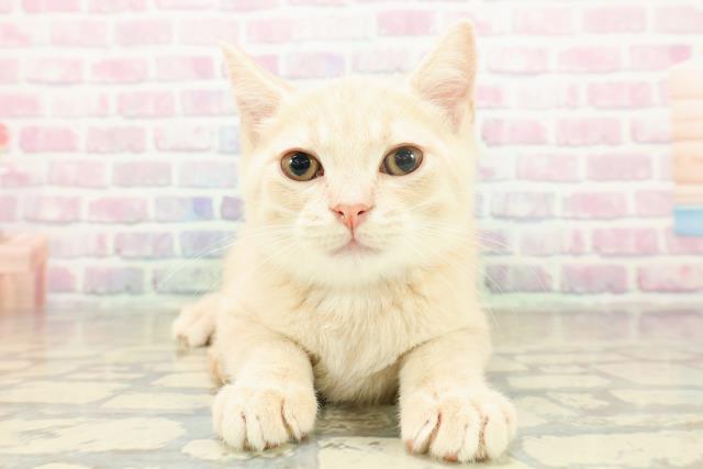 東京都のブリティッシュショートヘアー (Coo&RIKU池袋西口店/2025年11月14日生まれ/男の子/クリームタビー)の子猫の1枚目の画像