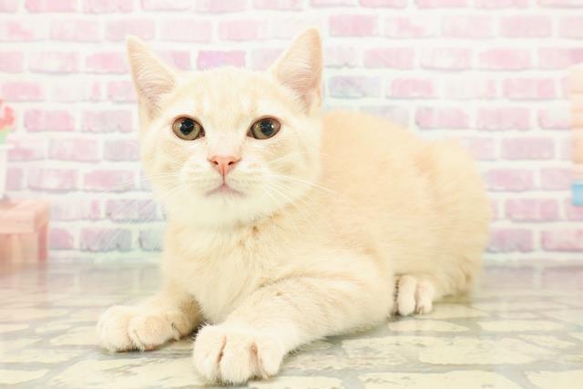 東京都のブリティッシュショートヘアー (Coo&RIKU池袋西口店/2025年11月14日生まれ/男の子/クリームタビー)の子猫の2枚目の画像