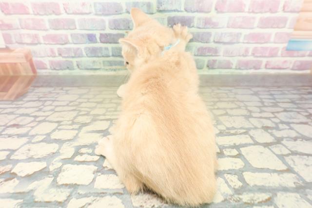 東京都のブリティッシュショートヘアー (Coo&RIKU池袋西口店/2025年11月14日生まれ/男の子/クリームタビー)の子猫の4枚目の画像